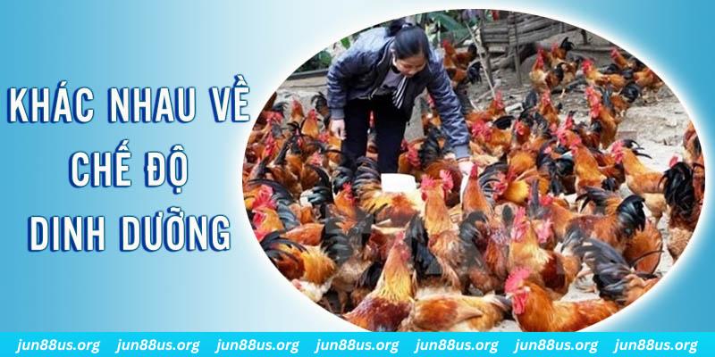 777vin xổ số thứ sáu hàng tuần